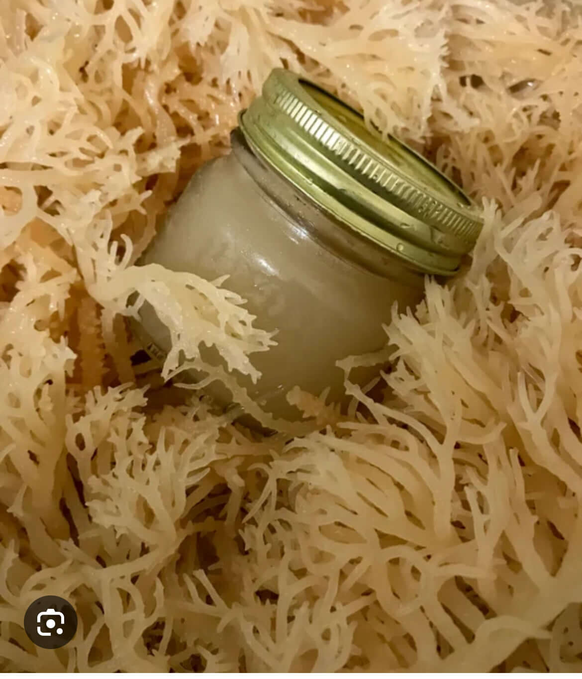 Fresh daily prepared Sea Moss Gel with natural elderberries